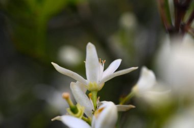 Sakin bir bahçede, zarif beyaz çiçekler taç yapraklarını açar, karmaşık ayrıntıları ortaya çıkarır. Canlı yeşilliklerle çevrelenmiş bu çiçekler, bahar mevsiminde yenilenmeyi ve güzelliği simgeliyor..