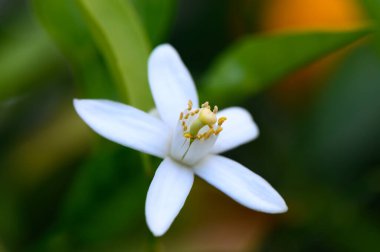 Narin beyaz taç yaprakları yemyeşil yeşillikler arasında zarifçe açılır. Altın erkeklik organları sergilenir. Güneş ışığı yakındaki yaprakların arasından süzülerek doğanın huzur veren güzelliğini artırır..