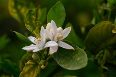 Huzurlu bir bahçede, canlı yeşil yapraklardan çıkan narin beyaz çiçekler sakin bir atmosfer yaratıyor. Sabah ışığı bu doğal görüntünün güzelliğini arttırır..
