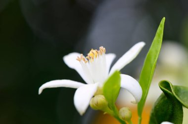 Yumuşak güneş ışığı, yemyeşil yaprakların arasına yerleşmiş saf beyaz narenciye çiçeğini aydınlatır. Narin taç yapraklarını sergiler ve karışık pullarını sergiler, bahçeye hayat verir..