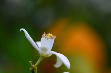 Çarpıcı beyaz bir çiçek taç yapraklarını açar, karmaşık ayrıntıları ortaya çıkarır, yumuşak, renkli bir arka plan ise bahçe çevresinin doğal güzelliğini arttırır..