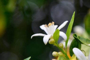 Canlı yeşil yaprakların arasında çiçek açan el değmemiş beyaz turunçgiller yapraklarının ve çeltiklerinin karmaşık detaylarını ortaya koyuyor. Sabah güneşi güzelliğini arttırır, keşfini teşvik eder..