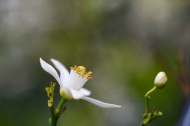 Huzurlu bir bahçede, narin beyaz bir çiçek taç yapraklarını açar, parlak sarı pulcuklar sergiler. Yakınlardaki bir tomurcuk, sabahın erken saatlerinde doğanın dingin güzelliğini yansıtan yeni başlangıçlara işaret eder..