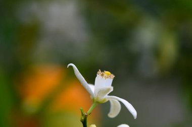 El değmemiş beyaz bir çiçek zarif bir şekilde renkli çiçeklerin ve yeşilliğin bulanık arkaplanına karşı duruyor, sakin bir bahar akşamüstü güneşinin altında güneşleniyor..