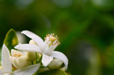 Yeşillik dolu canlı bir bahçede, ılık bahar güneşi altında narin beyaz çiçekler taç yapraklarını açar. Arılar ve kelebekler etrafımızda uçuşuyor, tatlı kokunun tadını çıkarıyorlar..