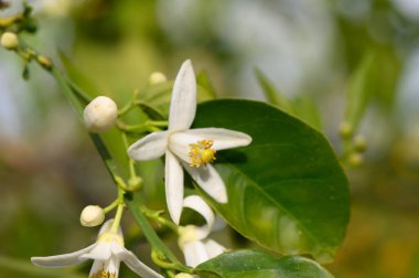 Narin beyaz narin narin narin narin narin narin çiçekleri, sakin bir bahçede yeşil yaprakların arasında ortaya çıkar. Parlak bir öğleden sonra güneşinin ışığıyla aydınlanır ve doğanın güzelliğinin sakin atmosferini yaratır..