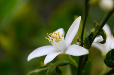 Güzel beyaz bir çiçek, bulanık yeşil bir zemin üzerinde karmaşık taç yapraklarını ve canlı sarı erkek organlarını sergiliyor. Güneş ışığı sahneyi yıkıyor, doğanın zarafetini vurguluyor..