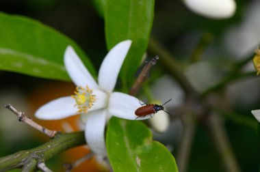 Kahverengi bir böcek, yemyeşil yapraklarla çevrili güzel bir beyaz çiçeğin üzerinde oturur. Güneş ışığı, canlı bir bahçede doğanın karmaşık detaylarını vurgulayarak filtreler..