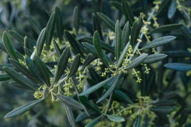 Narin zeytin dalları zarif bir şekilde uzanıyor, yemyeşil yapraklar ve tomurcuklanan çiçekler sergileniyor, sakin bir bahçede gün ışığıyla aydınlatılıyor..