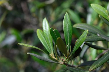 Narin yeşil yapraklar ılık güneş ışığını yakalar, sakin bir ormanda karmaşık detaylar ve dokular sergilerler. Huzurlu bir atmosfer doğanın güzelliğini parlamaya davet eder..
