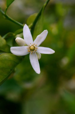 Beş yapraklı narin beyaz bir çiçek canlı yeşillikler arasında zarifçe açılır. Bu büyüleyici çiçek yenilenmeyi ve sıcaklığı simgeliyor. Sakin bir bahar gününün özünü yakalıyor..