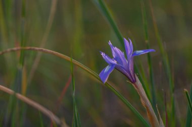 Göz kamaştırıcı mor bir kır çiçeği, sabahın erken saatlerindeki yumuşak ışıkla aydınlanan canlı yeşil çimenlerin arasında dimdik ayakta duruyor. Huzurlu çayır, doğanın güzelliğini yansıtır..