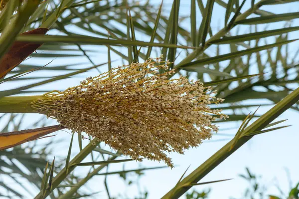 İnce yaprakların üzerinde, güneşli bir öğleden sonranın sıcaklığında güneşlenen zarif beyaz çiçekler ortaya çıkar. Yeşilliklerle çevrili bu tropikal güzellik bahçeye cazibe katıyor..