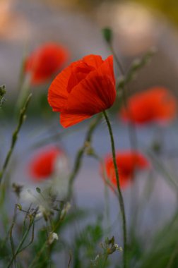 Canlı kırmızı gelincikler narin yeşil yaprakların arasında açarlar, hafif esintiyle yavaşça hareket ederler. Öğleden sonra güneşinin sıcacık parıltısı bu huzurlu ortamın doğal güzelliğini arttırır..