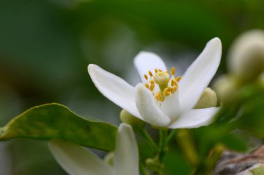Yeşil yaprakların arasında beyaz bir narenciye çiçek açar. Parlak sarı çiçekleri şaşırtıcı bir kontrastlık yaratır. Sabah çiği parıldar, baharın canlanmasının ve canlanmasının özünü yakalar..