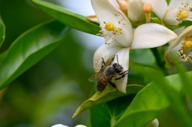 Usulca vızıldayan, çalışkan bir arı narin beyaz narenciye çiçekleri arasında çalışır, açık mavi gökyüzünün altında yeşillikle dolu yemyeşil bir bahçede nektar toplar..