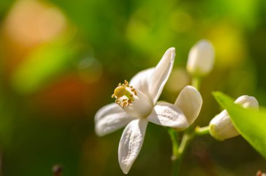 Narin beyaz bir çiçek, bereketli yeşil yapraklarla çevrili karmaşık yapraklarını ortaya çıkarır. Bir bahar gününün ılık güneşi altında doğanın güzelliğini gözler önüne serer..