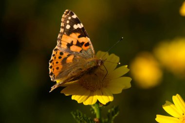 Turuncu ve siyah desenli çarpıcı bir kelebek güneşli bir bahçedeki parlak sarı bir çiçeğin üzerinde durmaktadır. Atmosfer canlı, baharın özüyle dolu..