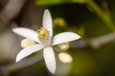 Zarif beyaz taç yaprakları zarafetle açılır ve altın erkeklik organları ortaya çıkar. Yumuşak arka plan bulanıklaşır. Huzurlu bir bahçede doğanın tasarladığı karmaşık detayları vurgular..