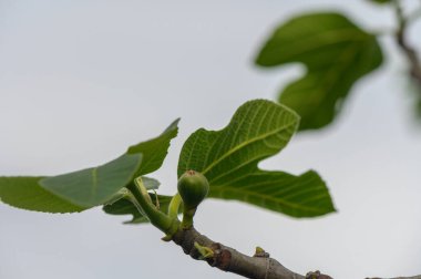 Bereketli yeşil yapraklar incir ağacı dalını süslüyor, tomurcuklanan incir meyvelerini sergiliyor yumuşak, bulutlu bir gökyüzünün altında. Doğanın sükuneti canlı sahneyi kaplıyor, büyümeyi ve yaşamı yakalıyor..