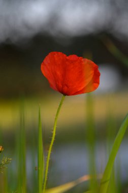 Çarpıcı kırmızı bir gelincik, yemyeşil çimenlerin arasında uzun boylu açar ve günbatımının sıcak tonlarını yakalar. Narin taç yaprakları, ışığı yakalar yakalamaz hafifçe parıldar ve dingin bir atmosfer yaratır..