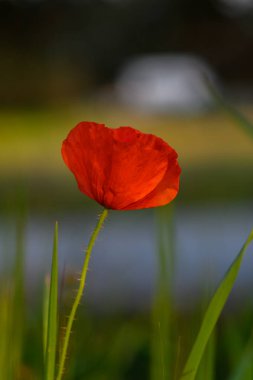 Tek bir kırmızı gelincik çiçeği, yemyeşil çimenlerin arasından yumuşak bulanık bir arka plana doğru zarif bir şekilde yükselir ve akşamın erken saatlerindeki bir manzaranın huzur dolu özünü yakalar..