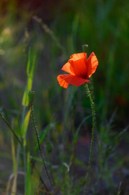 Canlı kırmızı bir gelincik çiçek, yemyeşil çimenlerin arasında zarif bir şekilde açar. Batan güneşin sıcacık parıltısıyla yakalanır. Huzur ve doğal güzelliği çağrıştırır..
