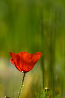 Tek bir parlak kırmızı gelincik zarif bir şekilde yeşil otların arasında çiçek açar, yumuşak güneş ışığıyla yıkanır, doğal bir çayır ortamında huzurlu ve ferahlatıcı bir atmosfer yaratır..
