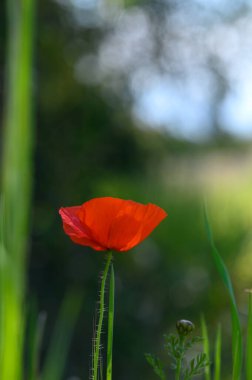 Parlak kırmızı bir gelincik, güneşli bir günün yumuşak ışığıyla aydınlanan yemyeşil çimlerin arasında dimdik ayakta duruyor. Narin yapraklar hafif esintide dans eder, doğanın güzelliğini gösterir..