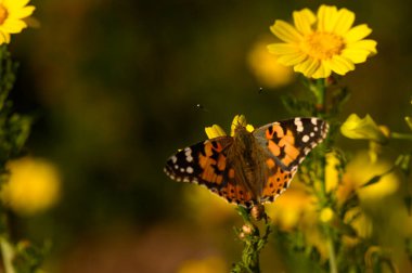 Turuncu ve siyah desenli çarpıcı bir kelebek çiçekten çiçeğe dans ederken yemyeşil sarı çiçekler güneşin altında güneşlenerek neşeli bir bahçe atmosferi yaratır..