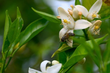 Canlı yeşil yapraklar, bal arılarının güneşli bir günde nektar toplayarak doğanın güzelliğini ve ahengini sergiledikleri beyaz çiçek kümesinin etrafını sarar..