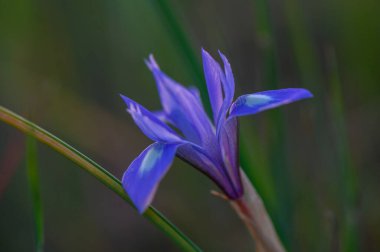 Narin bir menekşe zambağı, batan güneşin yumuşak renklerini yansıtan yaprakları arasında dimdik durur. Huzurlu çevre, doğadaki huzurlu akşamların özünü özetliyor..