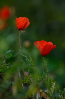 Narin kırmızı gelincikler yemyeşil yaprakların arasında gururla açar. Güneş batmaya başladığında ılık akşam havasında hafifçe dans ederek canlı yapraklarını aydınlatırlar..