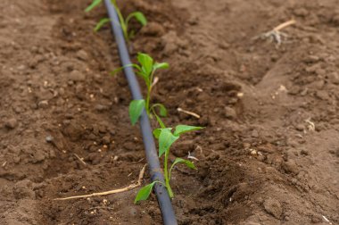 Parlak yeşil fidanlar güneşe uzanır, zengin kahverengi topraklarda dikkatlice aralıklarla, geniş bir tarımsal ortamda siyah sulama hattının yardımıyla gelişir..