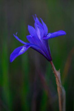 Çarpıcı, mor bir kır çiçeği alacakaranlıktaki yumuşak ışıkla aydınlanan sessiz bir çayırda zarifçe çiçek açar. Narin yaprakları açılır ve fısıldayan otların arasında sakin bir atmosfer yaratır..
