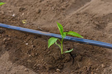 Mavi sulama hattı tarafından beslenen zengin topraktan canlı bir biber fidanı çıkar. Çevresindeki toprak hala taze, öğleden sonra güneşiyle aydınlanıyor, büyümenin güzelliğini gösteriyor..