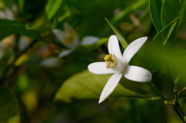 Güneşli bir bahçede, narin beyaz çiçekler baharın tazeliğini ve güzelliğini somutlaştıran yeşil yaprakların arasında çiçek açar. Doğanın canlı renkleri sakin atmosferi güçlendirir..