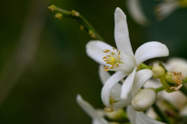 Yeşilliklerin arasına yerleşmiş, narin beyaz çiçekler yapraklarını sergiliyor, zarafet saçıyor ve polen taşıyıcılarını davet ediyor. Doğa canlı ilkbahar renklerinde ortaya çıkar..