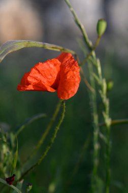 Çarpıcı bir kırmızı gelincik canlı yeşil çimlerin arasında duruyor, yumuşak sabah ışığı tarafından aydınlatılıyor. Çiçek rüzgarda hafifçe dans eder, baharın özünü somutlaştırır..