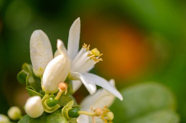 Taze narenciye çiçekleri taze beyaz yapraklarını canlı yeşil bir zemin üzerinde sergiler ve bahar gençleşmesinin özünü yakalar. Doğa bu huzurlu bahçe ortamında gelişir..