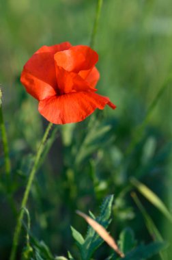 Sakin bir kırsalın kalbinde canlı kırmızı bir gelincik, ılık bir yaz öğleden sonrasında yumuşak güneş ışığıyla aydınlanan yemyeşil çimlerin arasında gururla durur. Doğanın güzelliği parıldıyor.