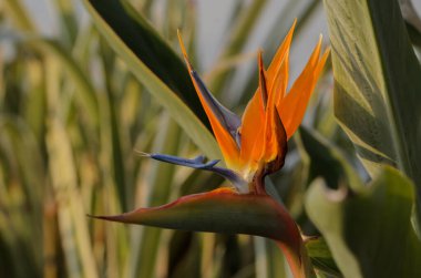 Canlı turuncu ve mavi cennet kuşu, sıcak bir günbatımı parıltısıyla aydınlatılan yoğun yeşil yaprakların arkaplanına çarpıcı bir şekilde karşı durmaktadır. Doğanın güzelliği sakin bir anda ortaya çıkar..