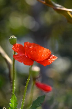 Çarpıcı kırmızı bir gelincik yeşil yaprakların arasında dikilir ve sakin bir bahçede güneş ışığını yakalar. Yakınlarda, tomurcuklanan çiçekler bu canlı doğal vahada yeni bir hayat vaat ediyor..