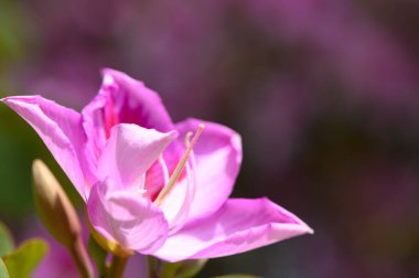 Aydınlık bir bahar gününde yemyeşil bir bahçede, pembe bir çiçek açar, yumuşak yapraklarını ve karmaşık detaylarını gözler önüne serer, arka planda yeşillik ve bulanık çiçekler vardır..