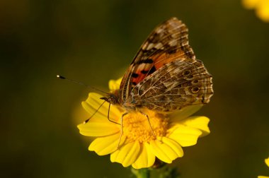 Karmaşık desenleri olan çarpıcı bir kelebek sıcak güneşin altındaki parlak sarı bir çiçeğe hafifçe yerleşir. Bahçe renklerle dolu, doğanın uyumu tam çiçeklenme halindedir..