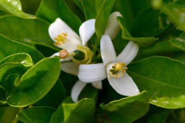 Sakin bir bahçede, yemyeşil yapraklardan saf beyaz çiçekler çıkar, yaprakları yavaşça açılır parlak sarı merkezleri ortaya çıkarmak için, canlı bir bahar uyanışını işaret eder..