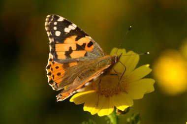 Karmaşık desenleri ve parlak renkleri olan canlı bir kelebek zarif bir şekilde sarı bir çiçeğin üzerine tünemiştir..