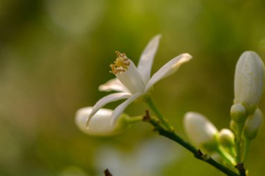 Parlak yeşil yapraklarla çevrili sabah güneşini karşılamak için çarpıcı beyaz bir çiçek açılır. Yumuşak renkler ve hafif ışık bu serpilen bahçede sakin bir atmosfer yaratır..
