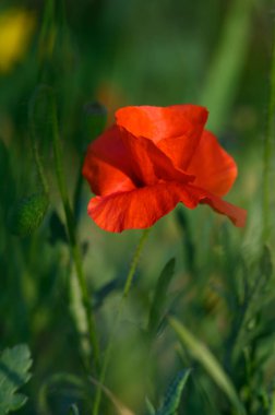 Çarpıcı kırmızı bir gelincik, yeşil bitkilerden oluşan bir denizin ortasında zarif bir şekilde duruyor. Çayırların arasından süzülen güneş ışığı gibi narin yapraklarını ve canlı renklerini sergiliyor. Doğa sükunet yayar.