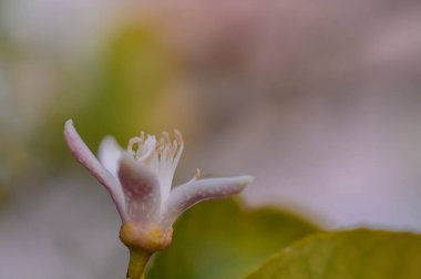 Sabahın erken saatlerinde yaprakların arasından süzülen tek bir narin çiçek, yumuşak beyaz yapraklarını sakin bir bahçede sergiliyor. Sakin atmosfer, baharın özünü yakalar..